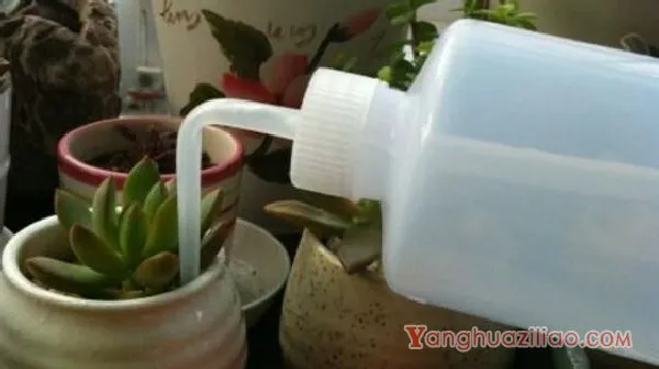 如何养多肉植物，多肉的养护技巧与繁殖方法