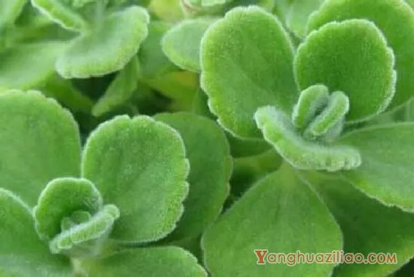 碰碰香烂根处理方法,老农总结两种最简单有效措施(轻度与重度)