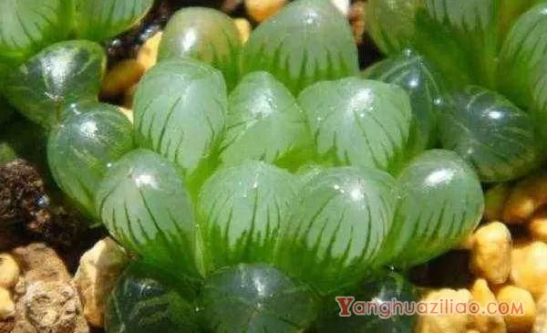 多肉植物玉露怎么养 玉露的养殖方法与注意事项