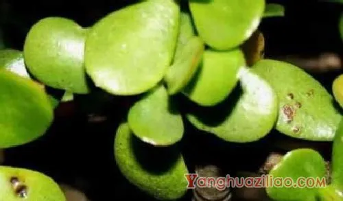 哪些多肉有毒不能养？麒麟掌，光棍树：麒麟掌 光棍树