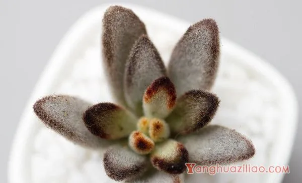 黑兔耳多肉植物怎么养