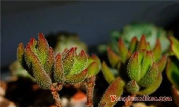 绒针徒长了怎么办，砍头剪枝控水施肥