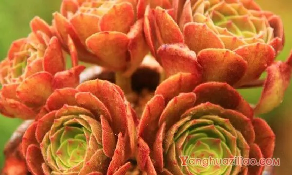 万圣节怎么浇水