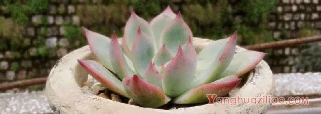 吉娃娃叶片发软发皱
