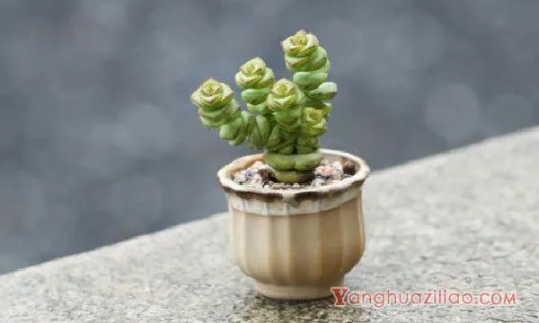 钱串子下半截干枯能扦插吗