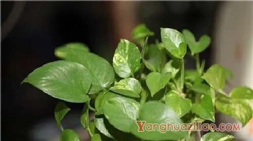 多肉吸财树开花吗、养殖方法和注意事项