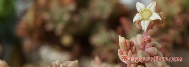 肉肉开花需要把它剪了吗