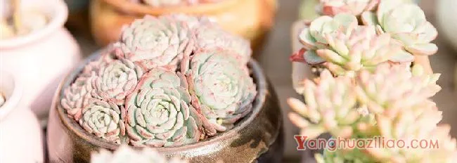 多肉昂斯诺就是露娜莲吗 多肉昂斯诺和露娜莲一样吗