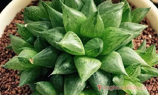 多肉玉露十二个品种