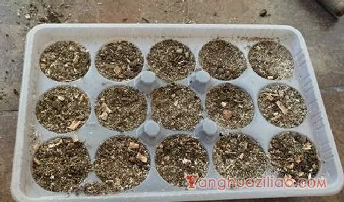 种植多肉植物用什么土