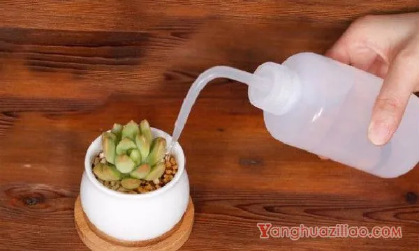 多肉浇水的正确方法
