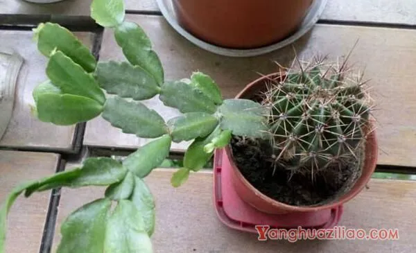 仙人球是怎样繁殖的，有扦插/嫁接/播种三种方法
