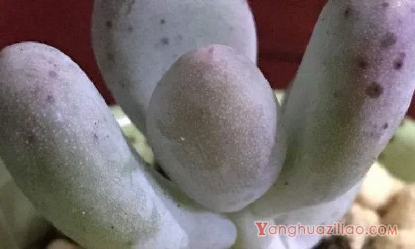 多肉长黑斑