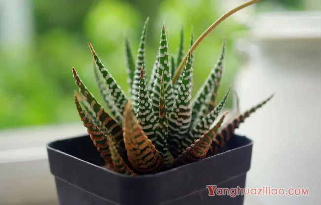 养植多肉植物条纹十二卷，有什么好方法么？具体该注意些什么？