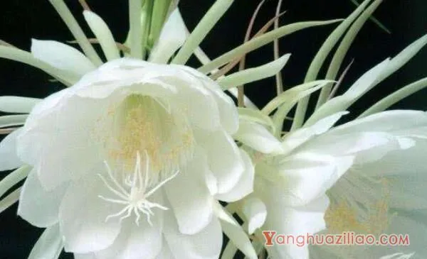 昙花不开花怎么办