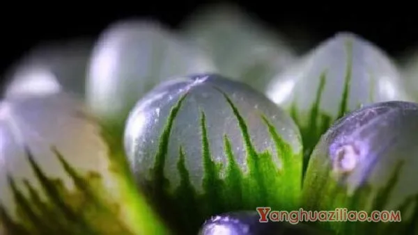 冰灯玉露怎么繁殖，冰灯玉露的繁殖方法与养护技巧