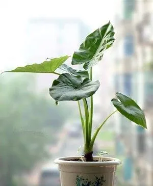 多肉吸财树开花吗、养殖方法和注意事项