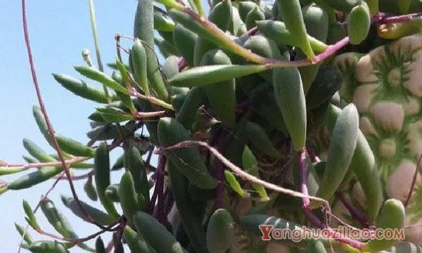 紫玄月吊兰的养殖方法和注意事项