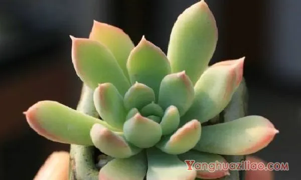 星美人有哪些杂交品种，详解6种星美人杂交品种