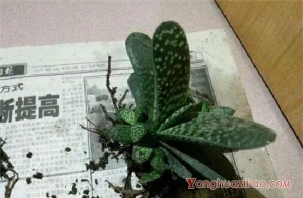 多肉植物子宝怎么养，五步教会你养殖子宝