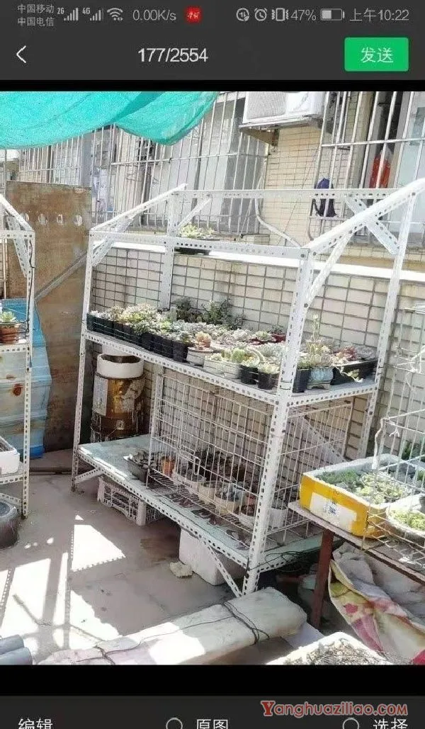 露台养多肉，你准备好了吗？