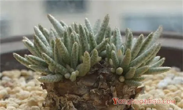 白花韧锦烂根怎么办，剪根光照换土上盆