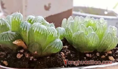 玉露品种有哪些，玉露多肉品种介绍：姬玉露 草玉露
