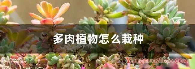 多肉植物怎么栽种