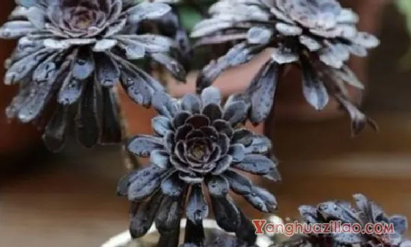 黑法师夏天掉叶子怎么办