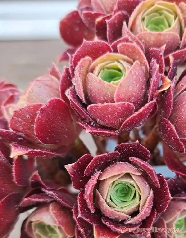 露台养多肉，你准备好了吗？