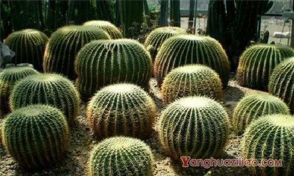 金琥球的刺变黑了是什么原因，加强水肥管理