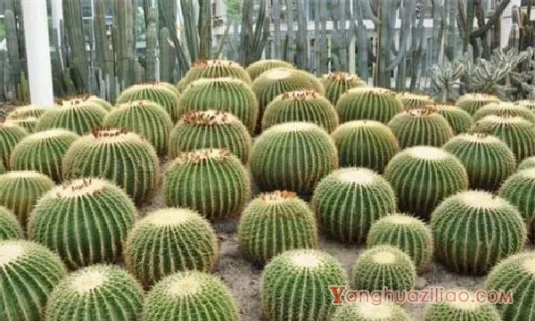 金琥球的刺变黑了是什么原因，加强水肥管理