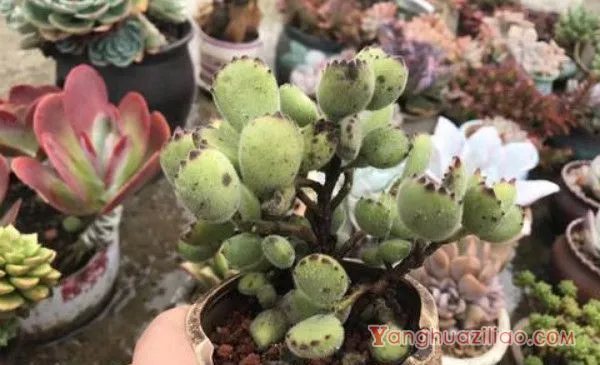 多肉烂叶子是什么原因