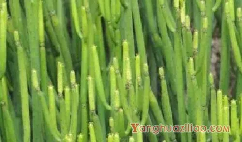 哪些多肉有毒不能养？麒麟掌，光棍树：麒麟掌 光棍树