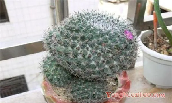 金琥球的刺变黑了是什么原因，加强水肥管理