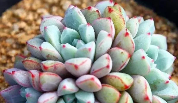 蓝宝石多肉怎么养护 和红宝石多肉有什么区别