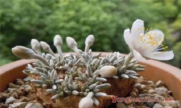 白花韧锦怎么浇水，夏季四周洒水降低温度
