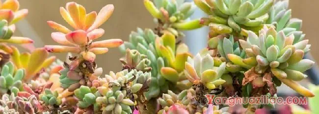 多肉插杆种植方法