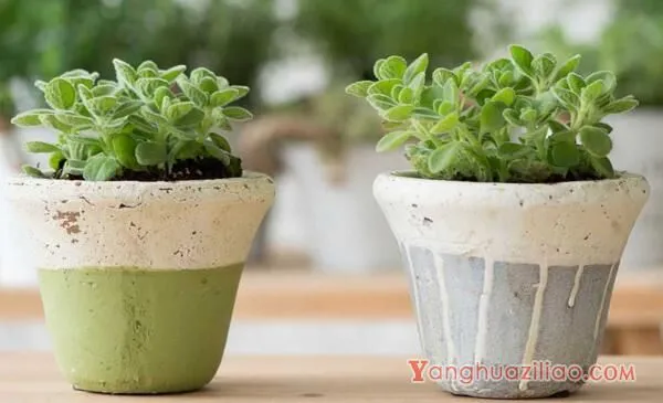 碰碰香徒长了怎么办，适当修剪并加强管理