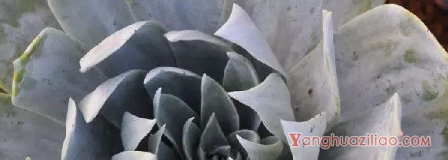 无根仙女杯发根技巧