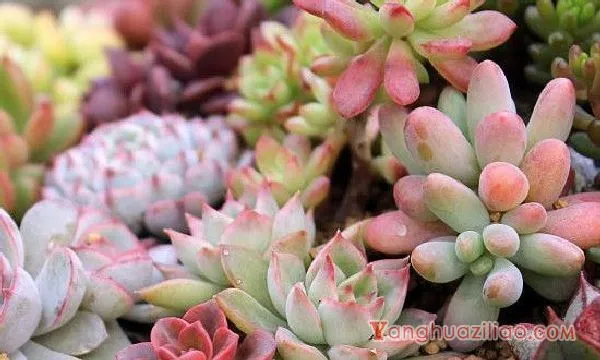 梅雨季节多肉怎么养
