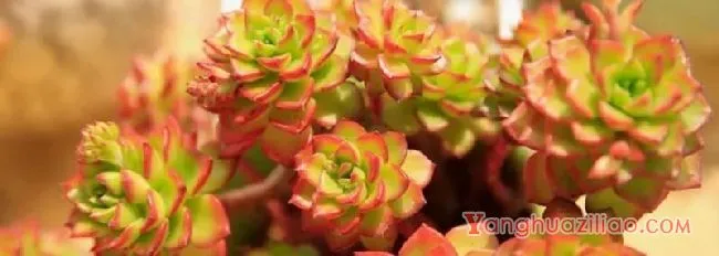 多肉蒂亚为什么变绿了