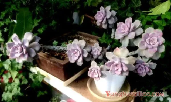 紫乐徒长了怎样修剪