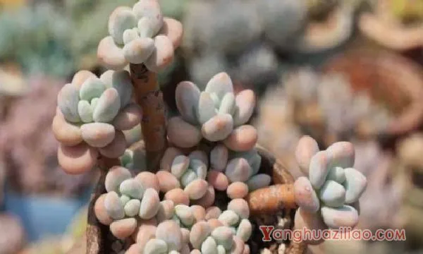 星美人有哪些杂交品种，详解6种星美人杂交品种