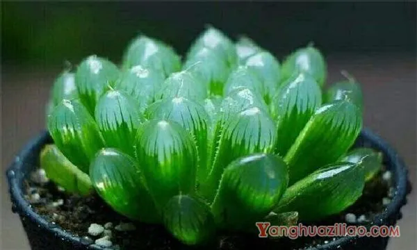 最贵的冰灯玉露130万，普货玉露10～30元/出锦后价格增百倍