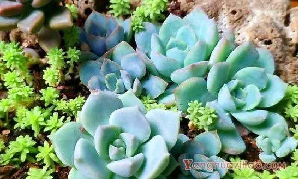 多肉长了白色的小虫子怎么办