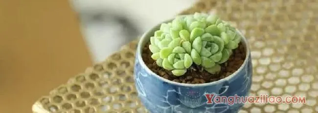 多肉浇水的正确方法