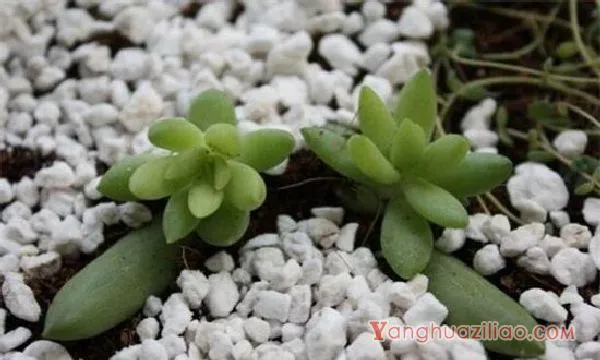 千佛手的功效与作用,可美容养颜还可供观赏