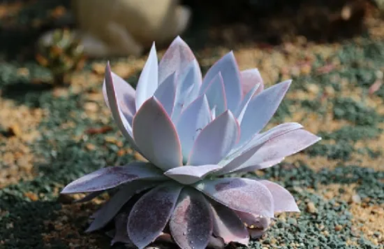 多肉植物仙女杯