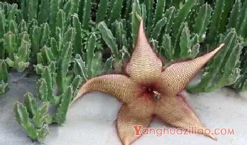 适合水培的多肉品种 第3张